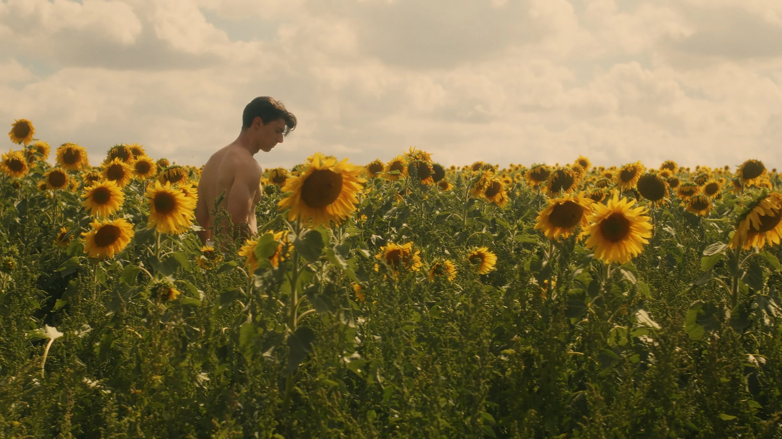 Sunflower Image 1